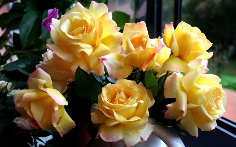 Роза чайно-гибридная Королева красоты