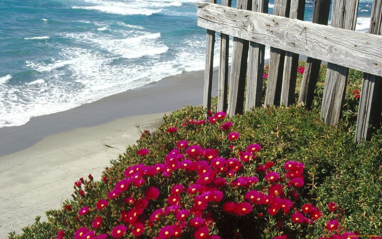 Цветы роза чайная кустовая