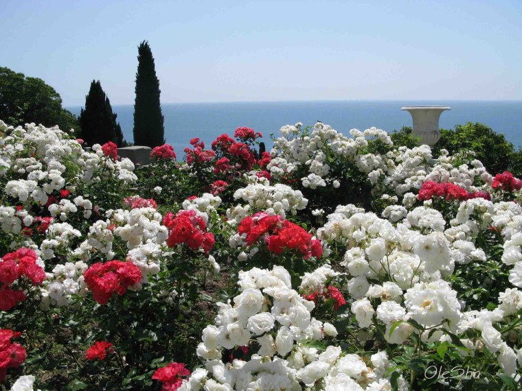 Маковые поля мыс Фиолент