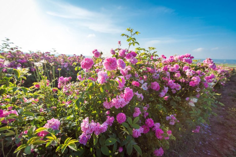 Цветы на рассвете