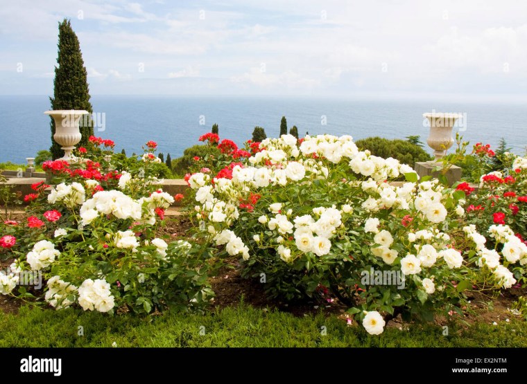 Бело голубые розы