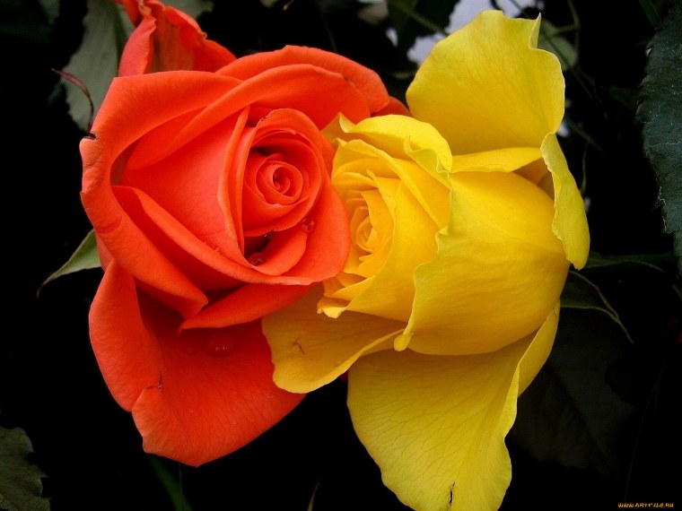 Роза Лабель