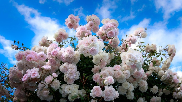 Роза джакаранда