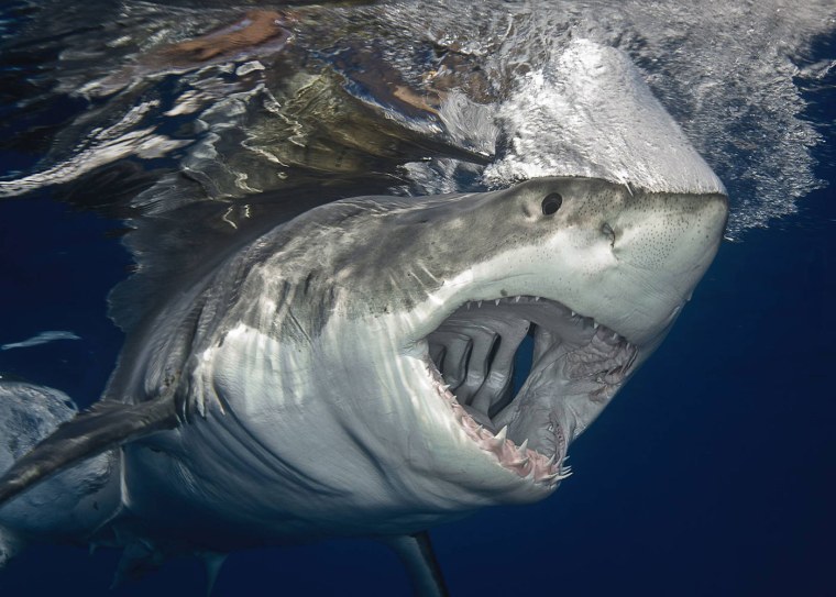 Carcharodon carcharias