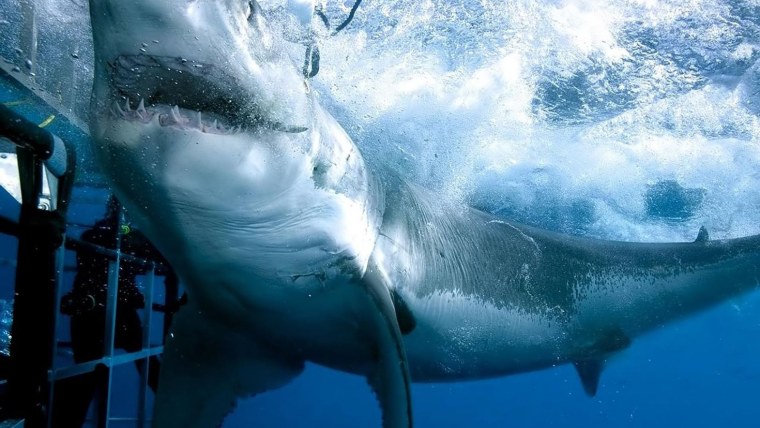 Большая белая