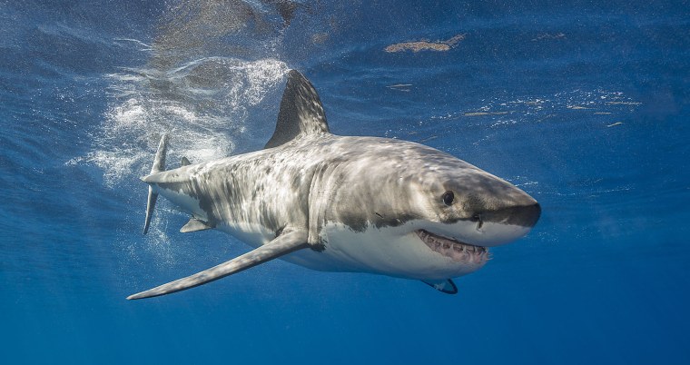 Белая акула