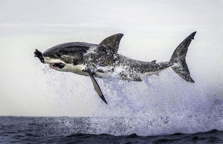 Гангская акула