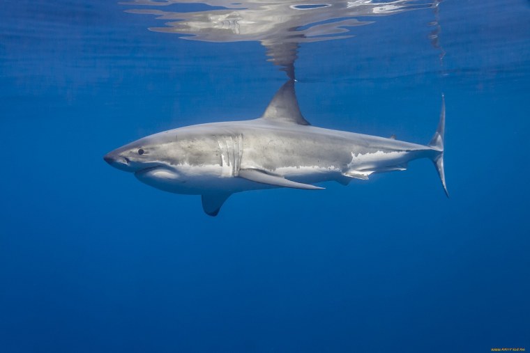 Great White Shark сорт
