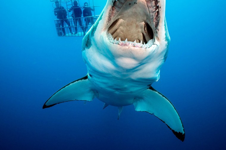 Great White Shark Size