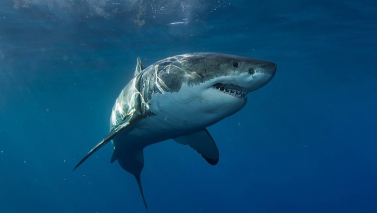 Акула Carcharodon carcharias