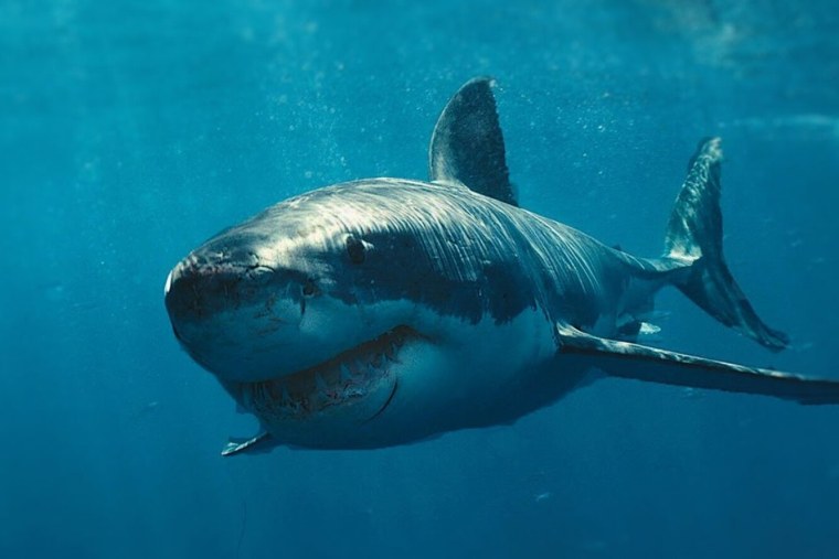 Белая акула морда