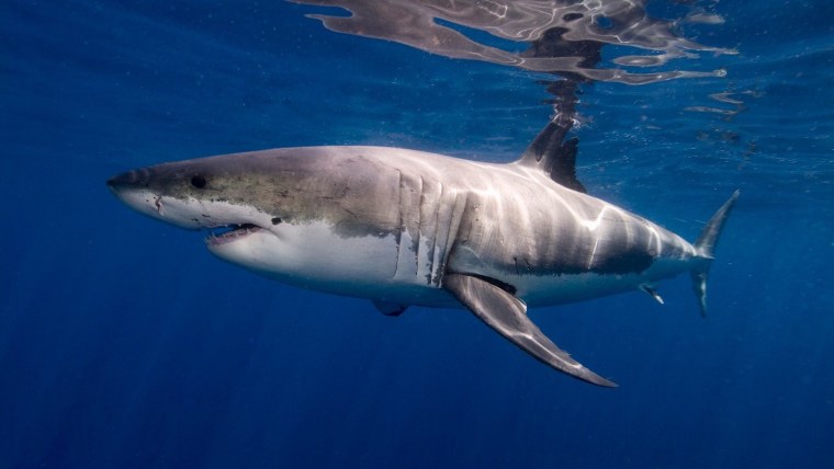 Гигантская акула