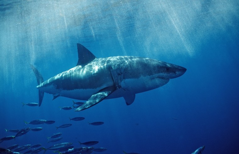 Белая акула Австралия