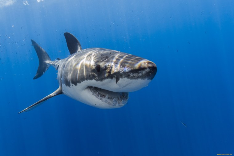 Австралийская короткошипая акула