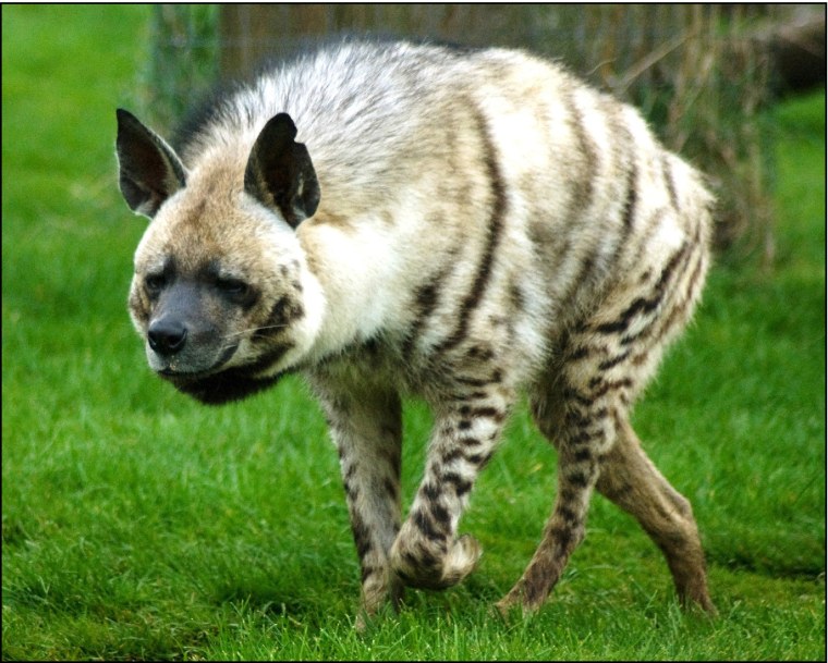 Гиена в саванне