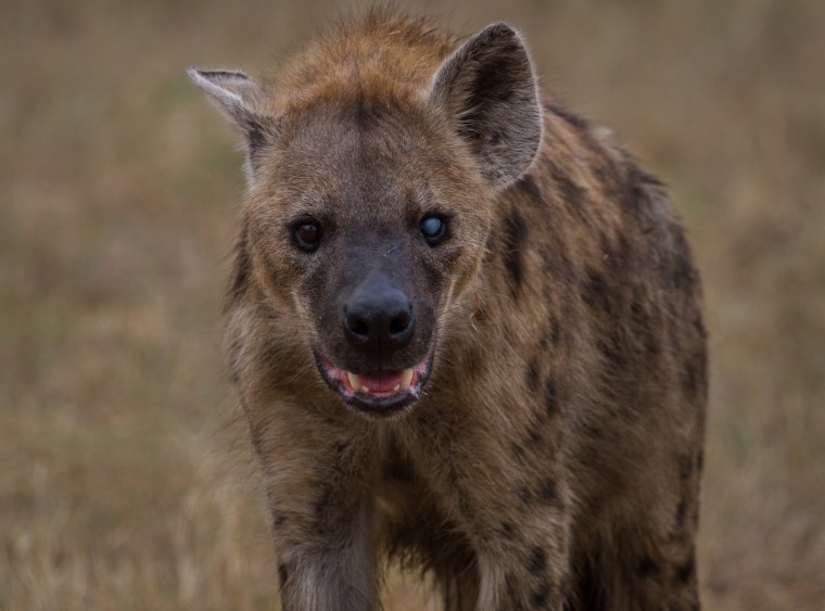 Гривастая гиена