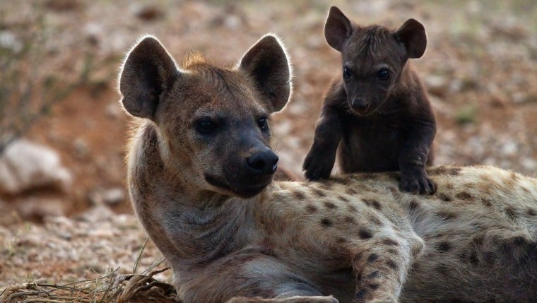 Щенок гиены