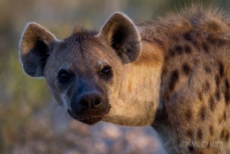 Гиена полосатая ,пятнистая,бурая
