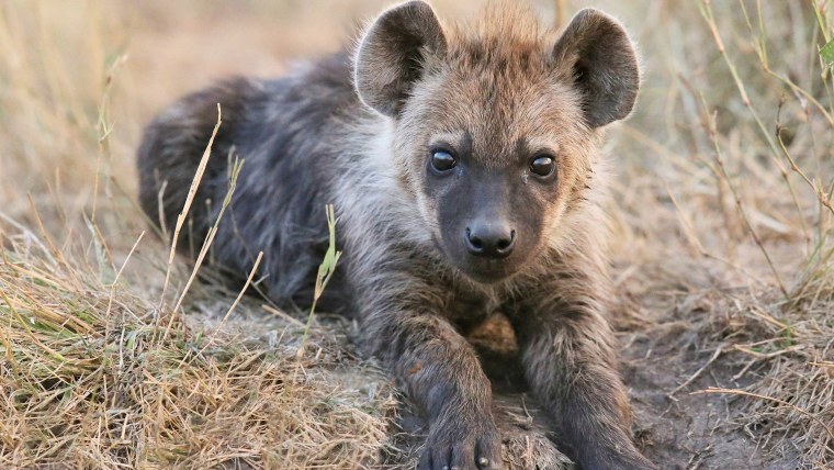 Пятнистая гиена морда