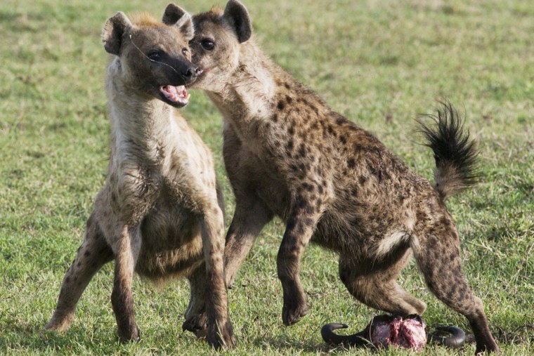 Гиены ареал