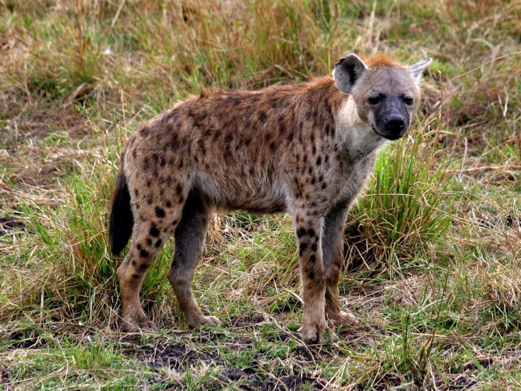 Животные Африки гиена
