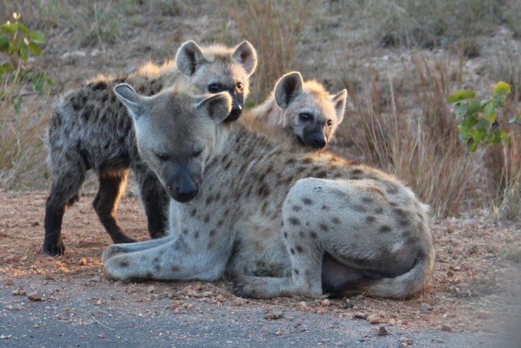 Животные Африки гиена