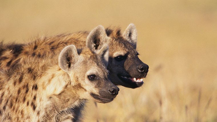 Гиена оскал