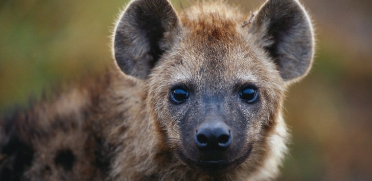 Животные Африки гиена