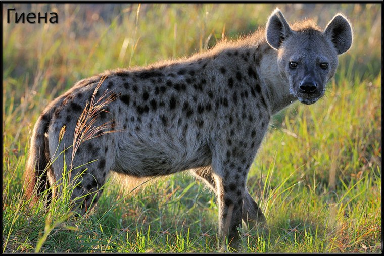 Пятнистая гиена в Африке