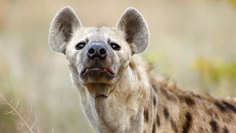 Серая гиена