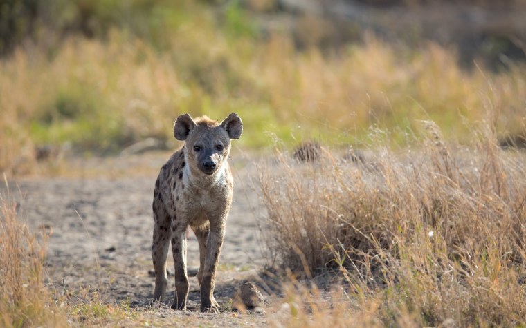 Животные Африки гиена