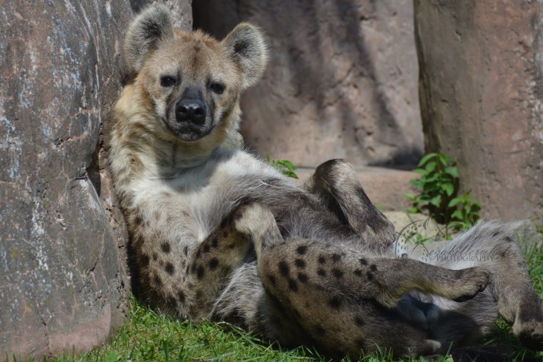 Животные Африки гиена