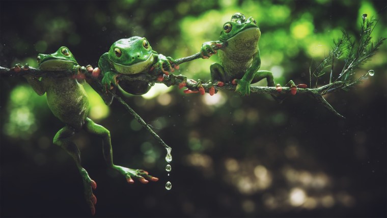 Фон с лягушками милыми нарисованными