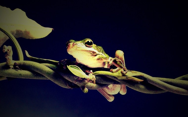 Лягушка Эстетика