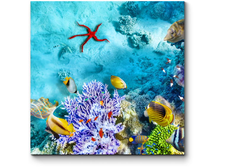 Морской мир