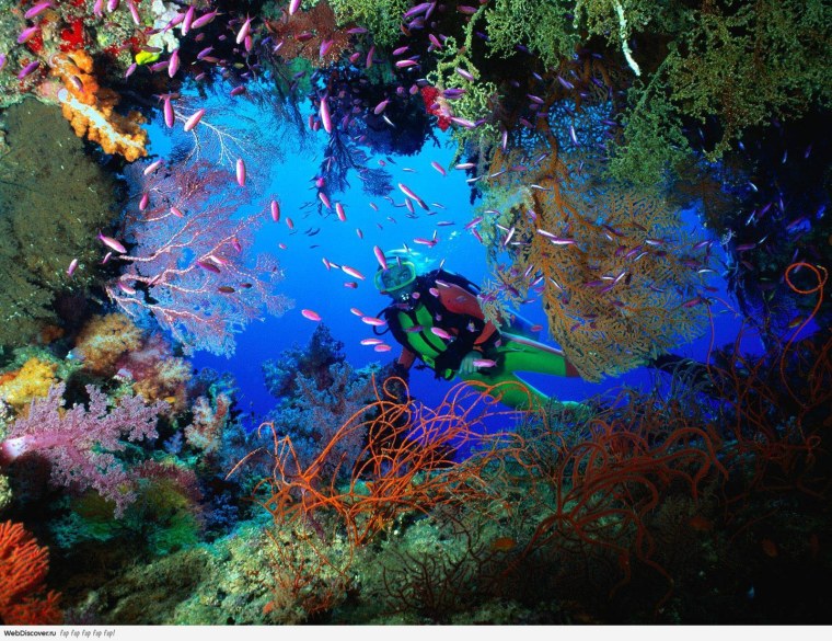 Коралловые рифы Фиджи