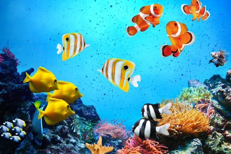 Красивые коралловые рыбки