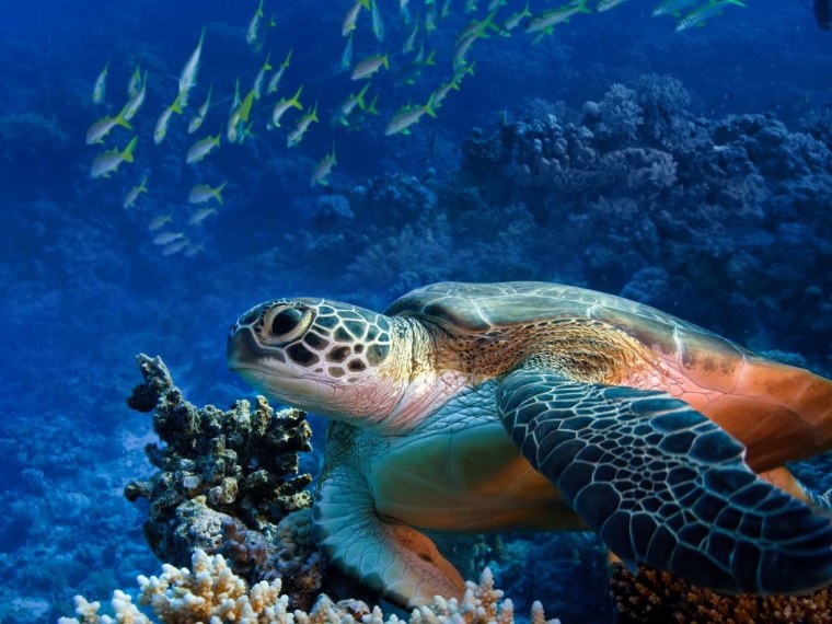 Нектон черепахи