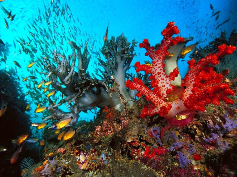 Шарм-Эль-Шейх кораллы