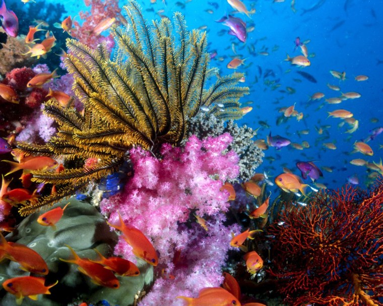 Морское дно риф