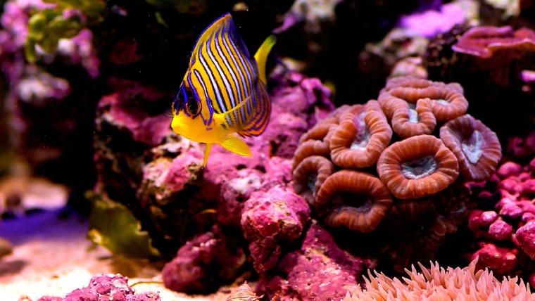 Рыбки коралловых рифов в Красном море