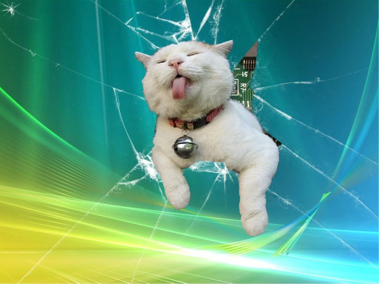 Печальный котик