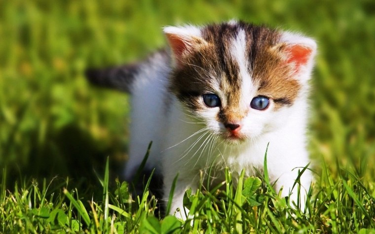 Doge на рабочий стол