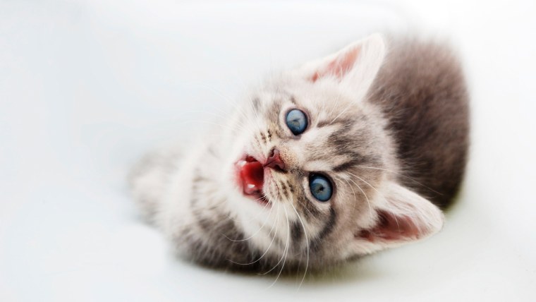 Аквариум с кошкой