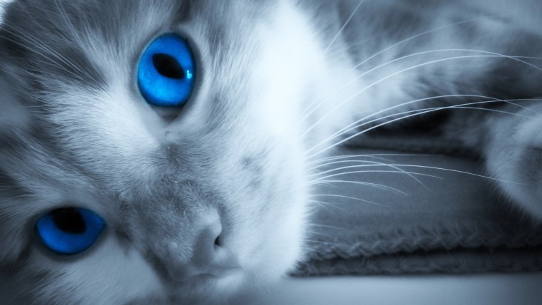 Красивые картинки животных на аватарку