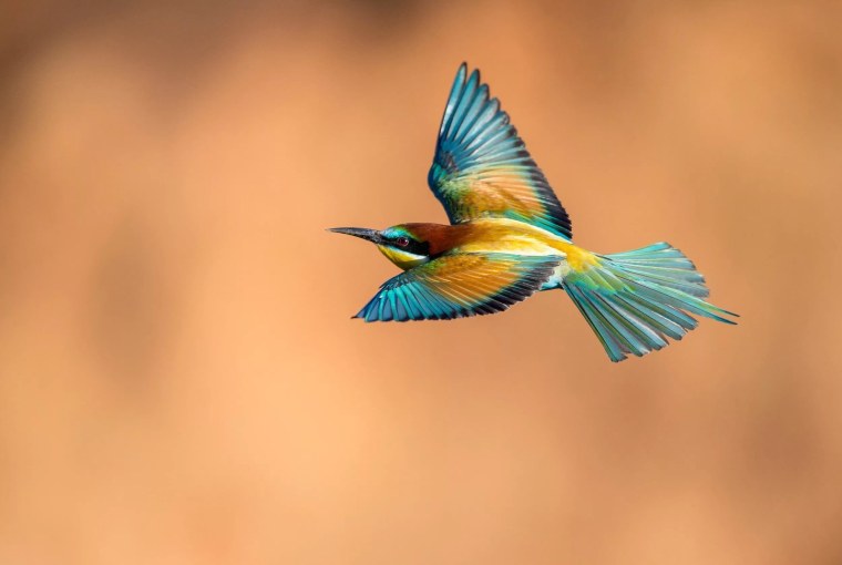 Золотистая щурка в полете