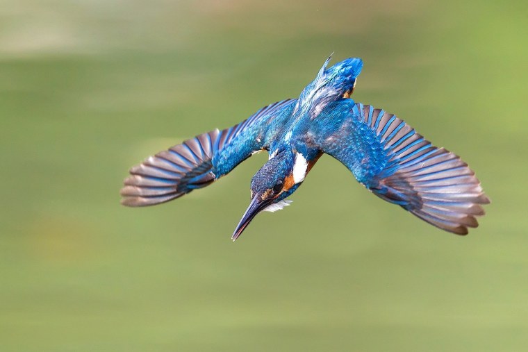 Зимородок в полете