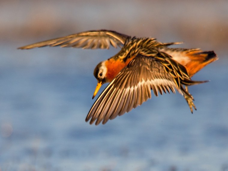 Плосконосый плавунчик в полете