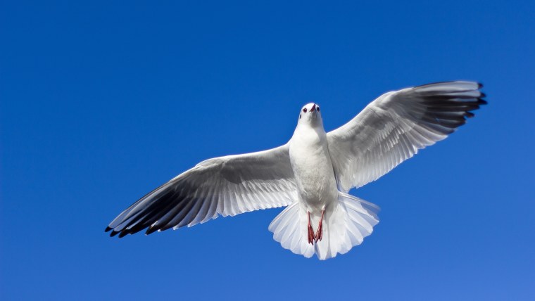 Птица в полёте