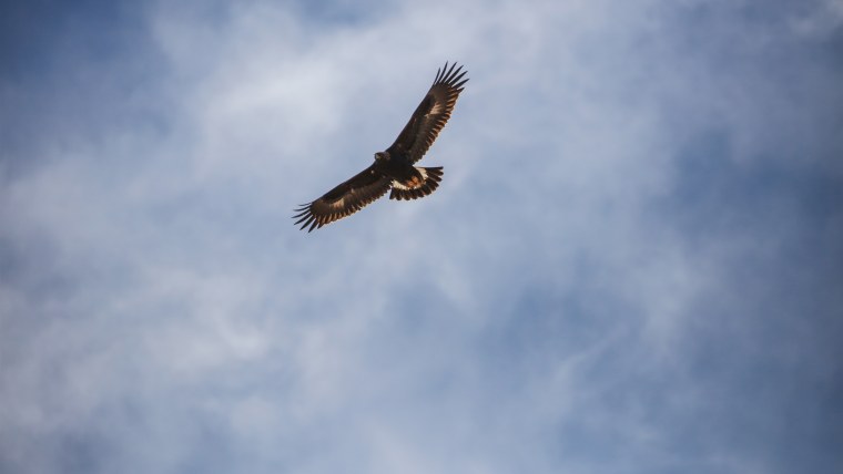 Парящий Орел